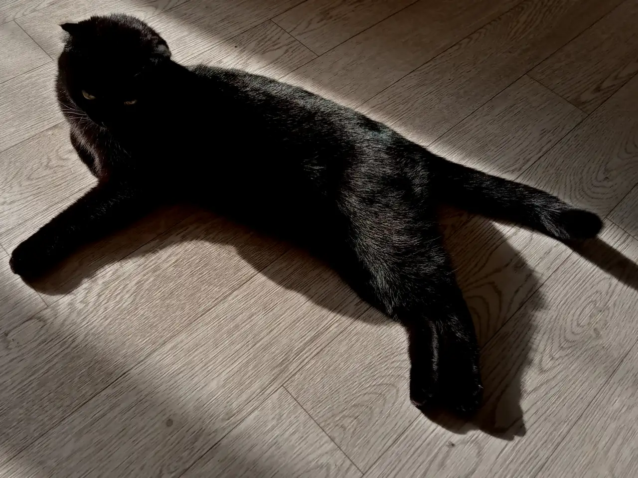 Отдадим шотландскую вислоухою кошку бесплатно, фотография 3