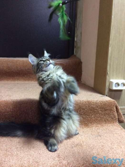 Котята MAINE COON, фотография 5