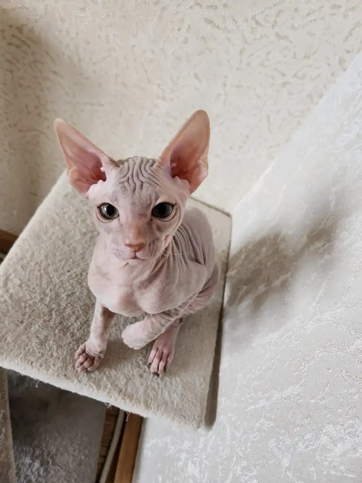 Продам  котят сфинкс, фотография 1