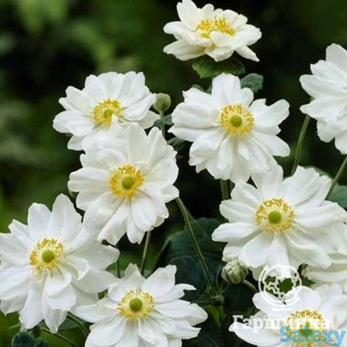 Анемона японская Вейрлвинд, фотография 1