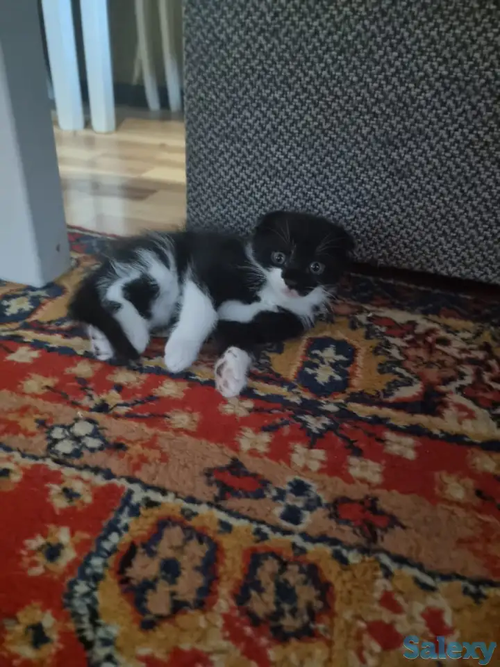 Отдам в хорошие добрые и заботливые руки, две девочки один мальчик веслоухие чистенькие игривые, фотография 3