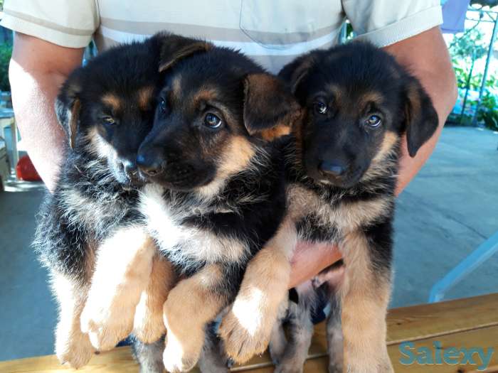 щенки немецкой овчарки, фотография 3