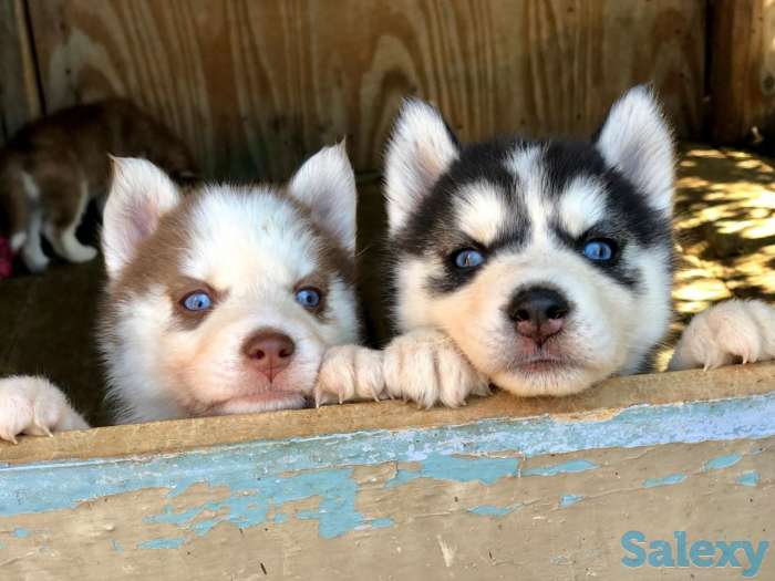Сибирские Хаски, фотография 5