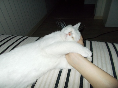 Белый красивый британец!7 мес, фотография 2