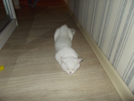 Белый красивый британец!7 мес, фотография 4