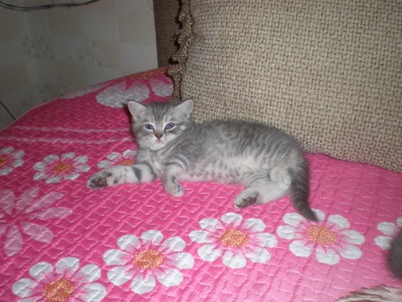 плюшевые бриташки, фотография 3