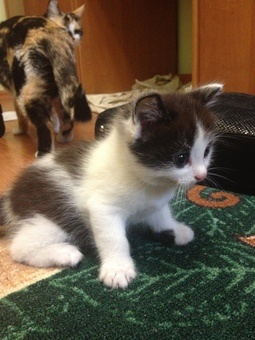 Отдам котят в хорошие руки, фотография 1