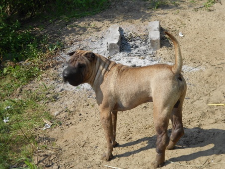 отдам в хорошие руки, фотография 2