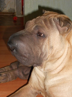 отдам в хорошие руки, фотография 3