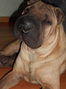 отдам в хорошие руки, фотография 4