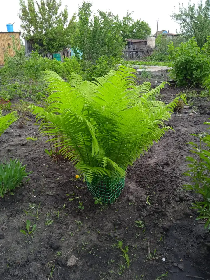 Продам дачу остановка поворотная, фотография 9