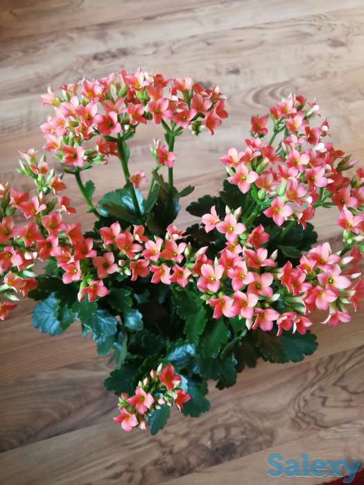 Комнатные цветы, фотография 10