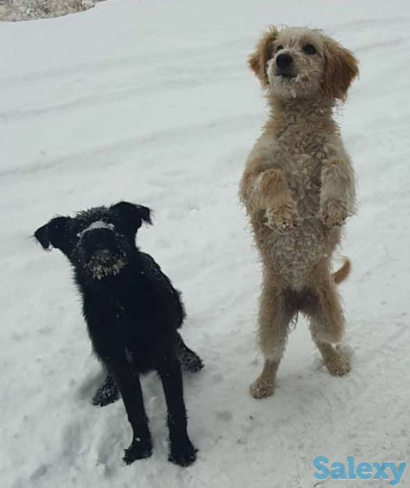 Щеночек ищет хозяина, фотография 2