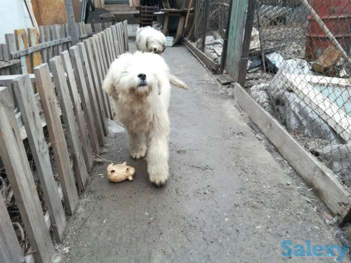 Продам южно-русскую овчарку. Кабель. 5 месяцев, фотография 5
