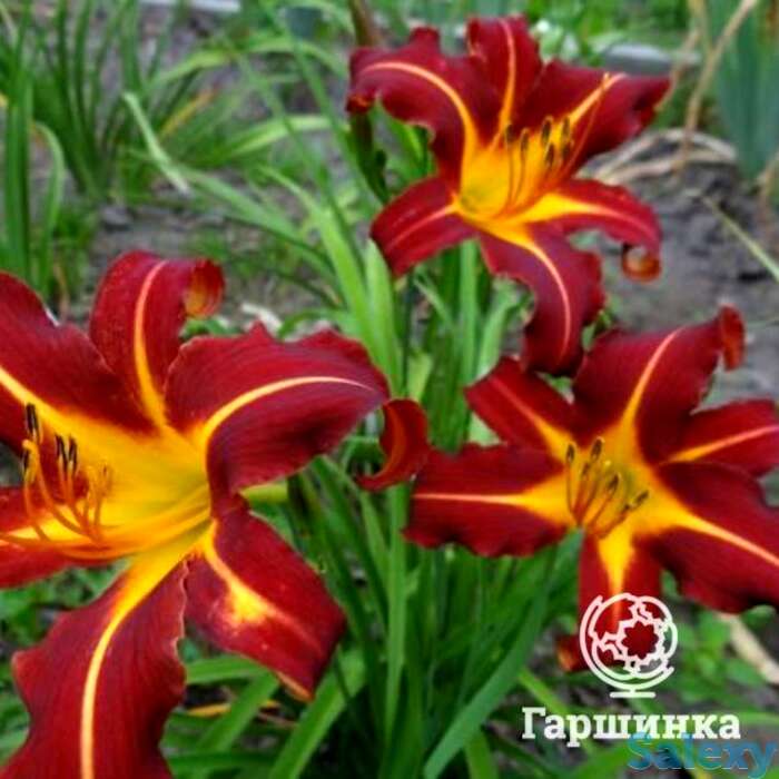 Лилейник-спайдер Отум Ред, фотография 1