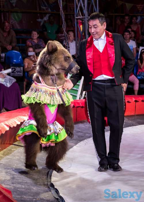 Цирк шапито АКУЛА в Алматы, фотография 6