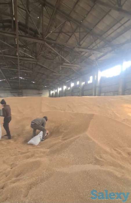 зерно/пшеница, фотография 5