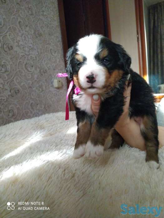 Продаются щенки Бернский зенненхунд, фотография 5