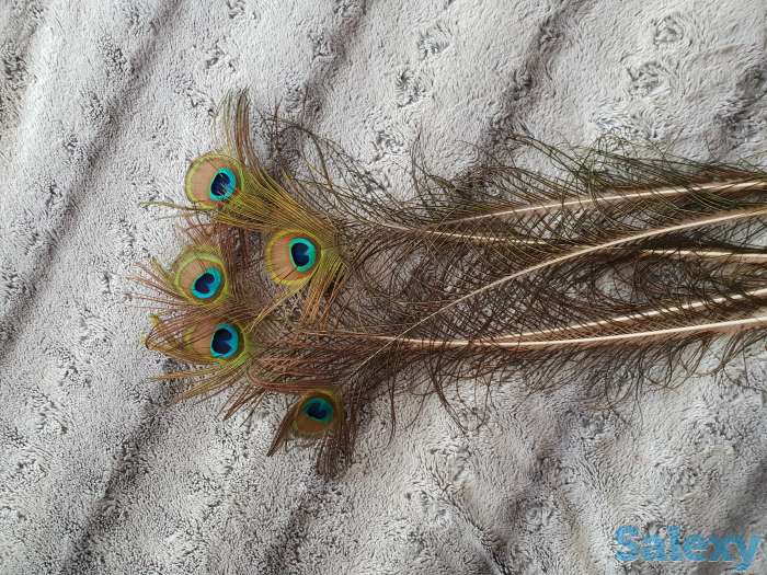 Перья павлина, фотография 1