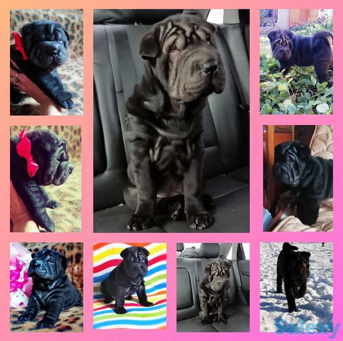 Плюшевые принцессы, фотография 1