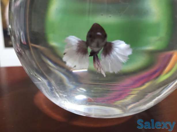 Рыба Петушок, фотография 1