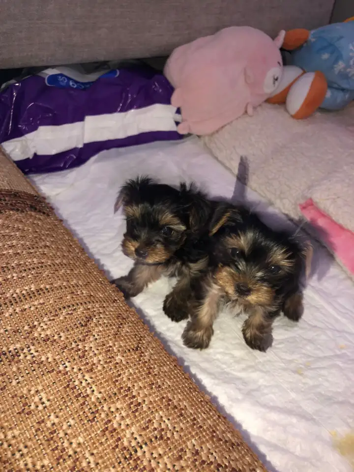 Продам щенков йоркширского терьера, фотография 4