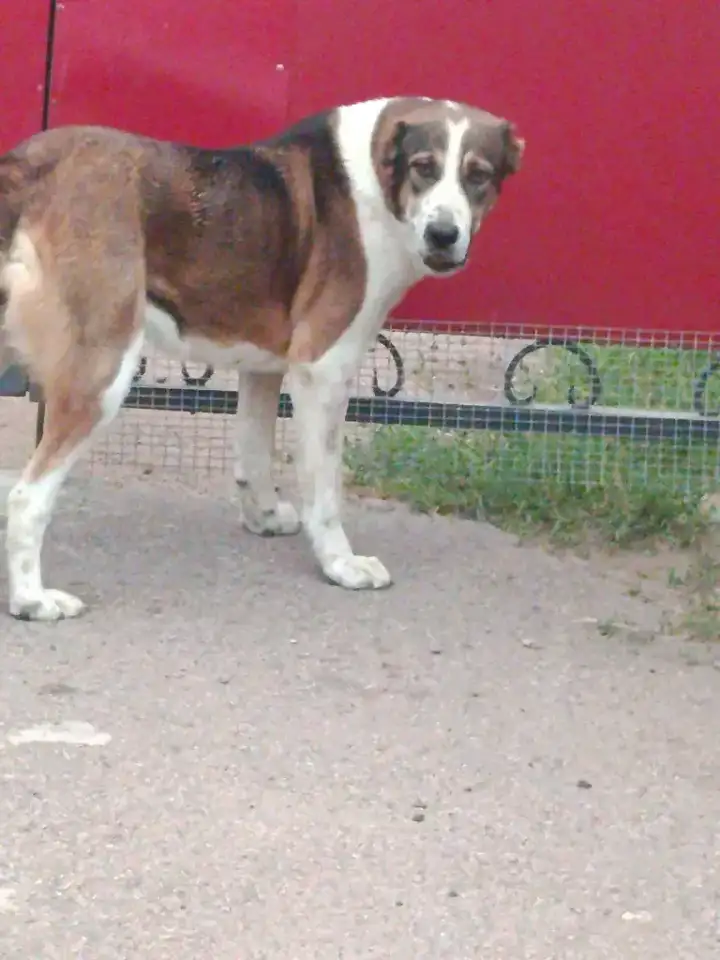 Нужен друг для нашей девочки, фотография 1