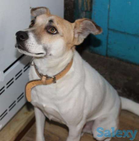 Сильный и независимый парень Валя ищет себе хозяев., фотография 1