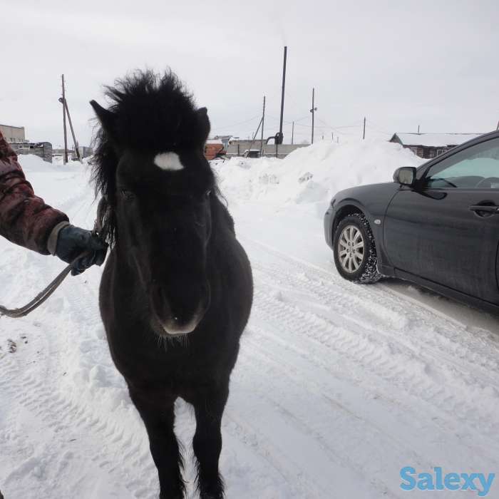 Продам 2х пони и сани к ним, фотография 2