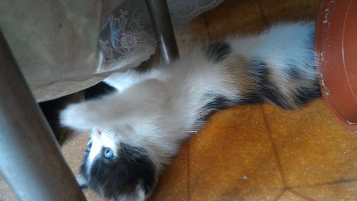 Отдам котят в хорошие руки, фотография 6