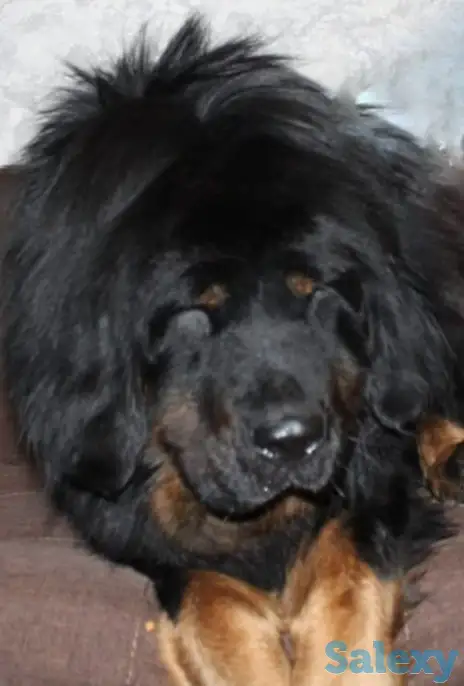 Продам щенков тибетский мастиф, фотография 8