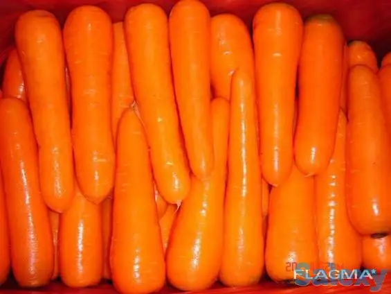 Машина для мойки или очистки корнеплодов Vega ST 1200, фотография 3