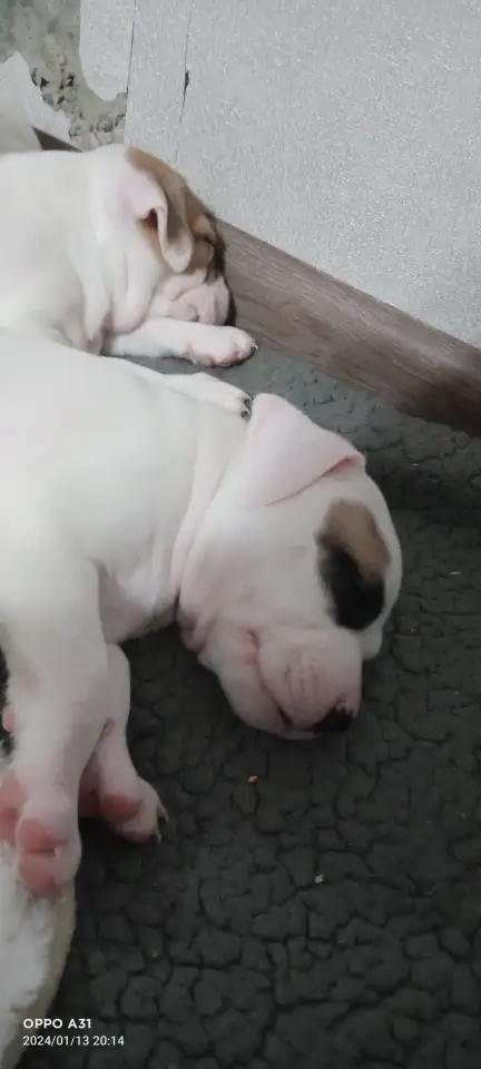 Продам щенков, фотография 11