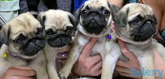 Мопсы, фотография 1