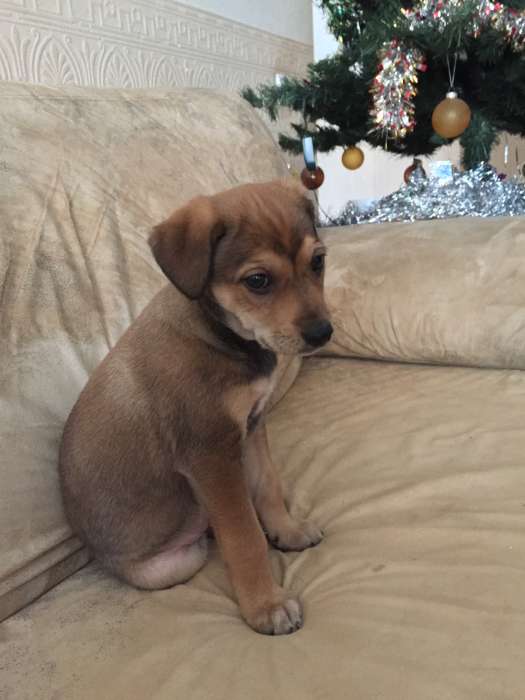  Отдам щенков в хорошие руки!, фотография 3