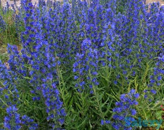 Семена Синяк обыкновенный. ГОСТ, Россия., фотография 1