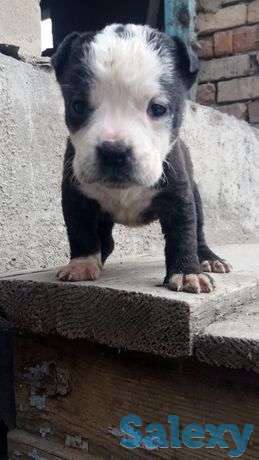 Продам алиментных чистокровных щенков питбуля, фотография 1