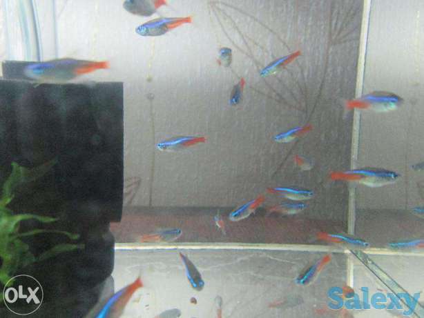 Неон голубой, фотография 1