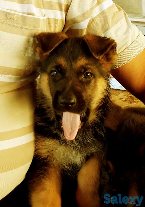 щенки немецкой овчарки, фотография 1