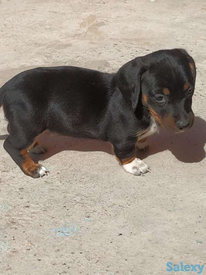 Продаются щенки стандартной гладкошерстной таксы, фотография 1