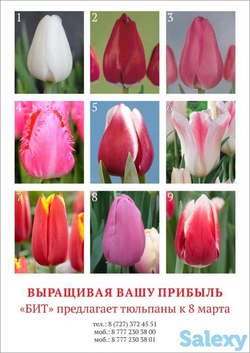 Цветы - Тюльпаны к 8 марта, фотография 2