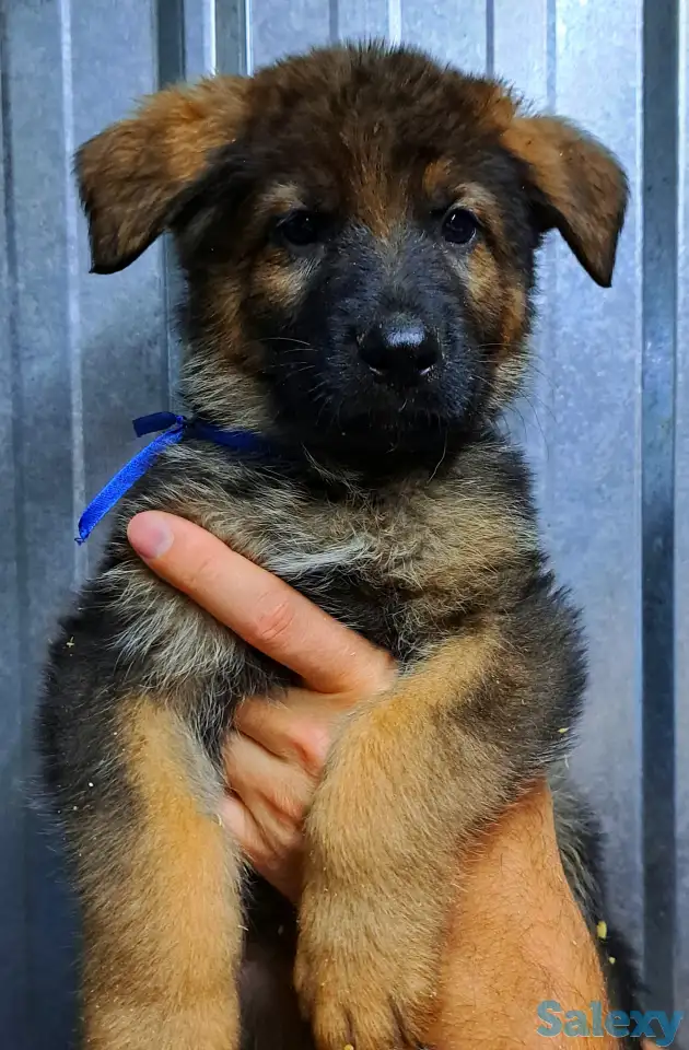 Щенки немецкой овчарки с шикарной родословной, фотография 1