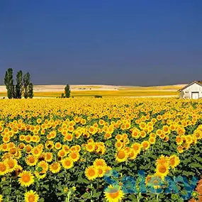 Сульфат Калия в наличии и под заказ, фотография 5