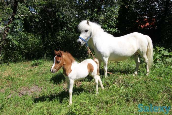 жеребята, фотография 1