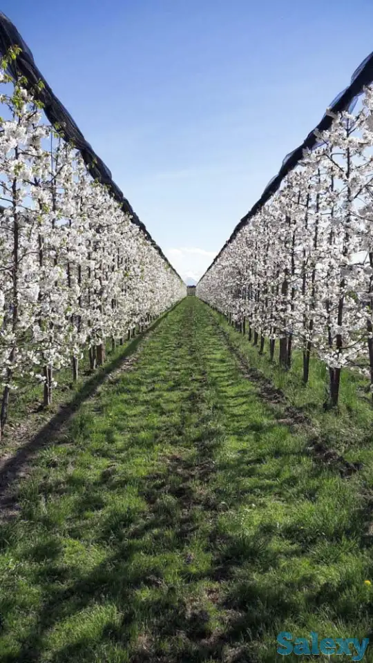 Антиградовая сетка для яблок, винограда и других культур, фотография 3