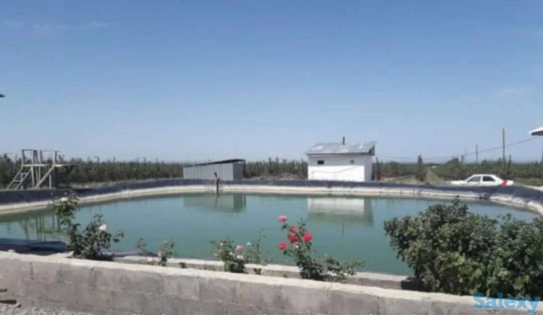 Плодово-ягодный объект (промышленный)., фотография 5