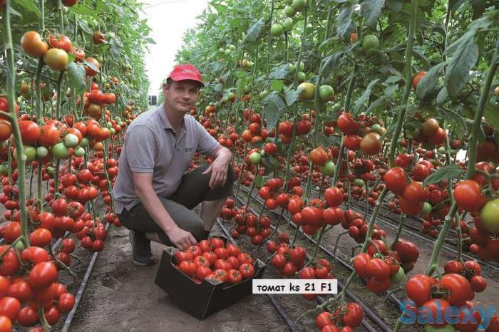 Семена томата KS 21 F1, KITANO SEEDS, фотография 3