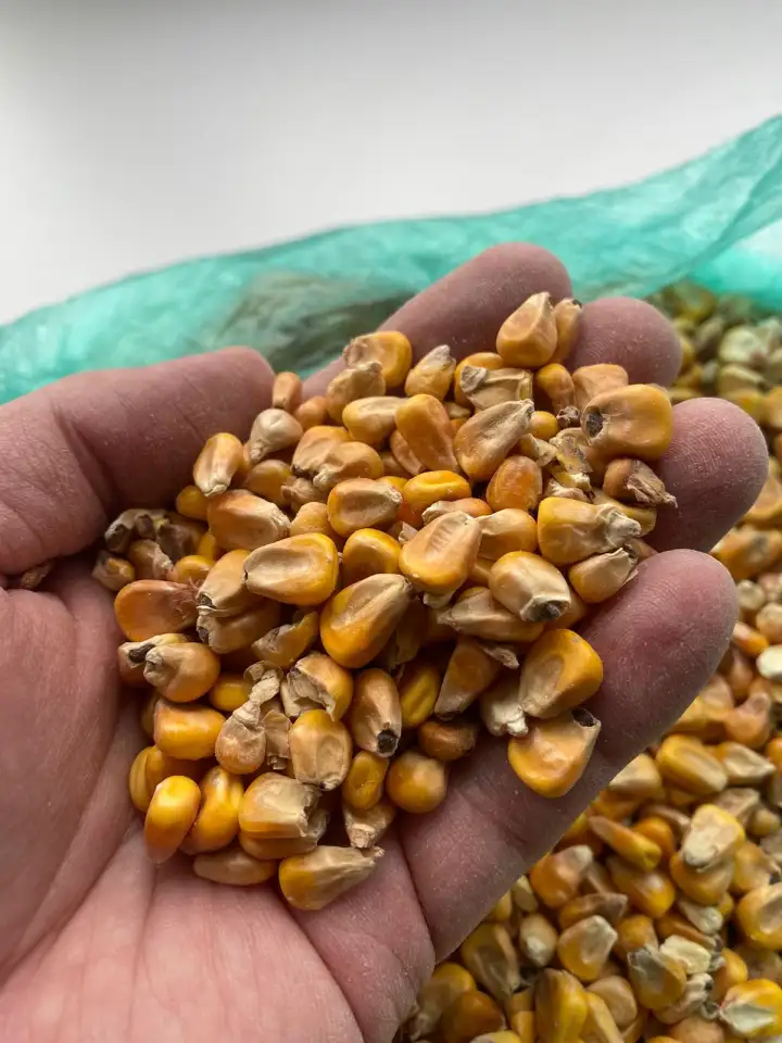 Кукуруза, фотография 4