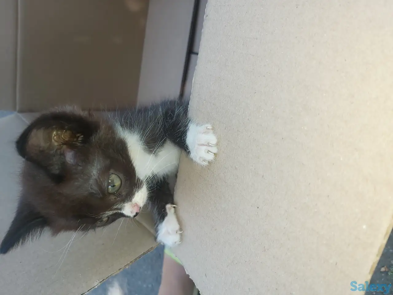 Отдам в добрые руки котят, фотография 1