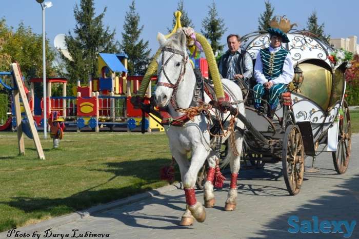 Конь, фотография 3